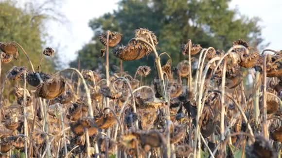 许多成熟干燥的向日葵秋天收获田野里的干向日葵视频的预览图