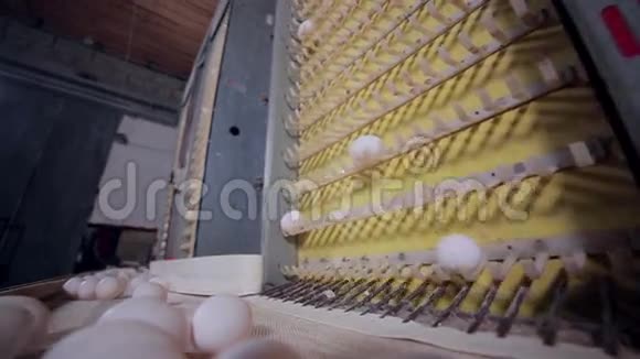 在巨大的家禽养殖场生产鸡蛋视频的预览图