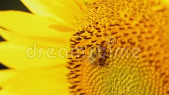 蜜蜂采向日葵上的花蜜特写视频的预览图