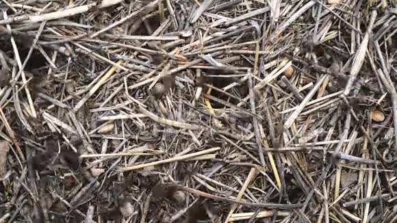 大蚂蚁在稻草表面快速移动视频的预览图