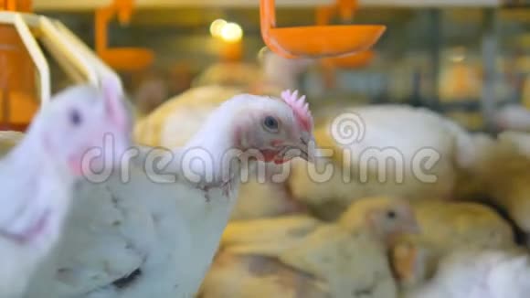 鸡鸡和家禽视频的预览图