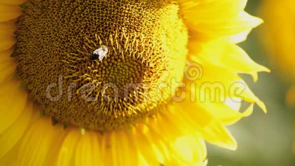 蜜蜂采向日葵上的花蜜特写视频的预览图