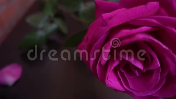 花瓣落在单玫瑰周围视频的预览图