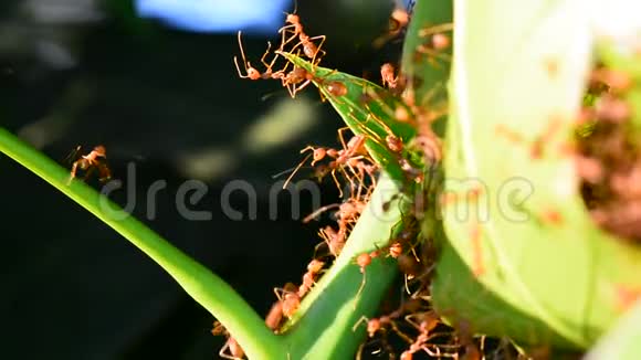 蚂蚁在芒果叶上侦察视频的预览图