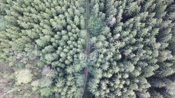 林中一条路的鸟瞰图与街道同飞视频的预览图