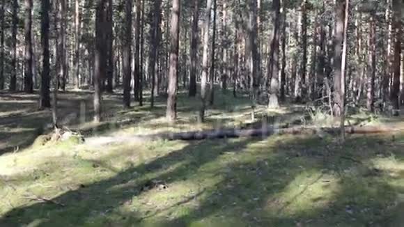 美丽的针叶林稳定的射击视频的预览图
