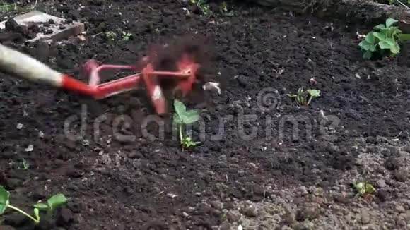 草莓园床栽培与栽培视频的预览图