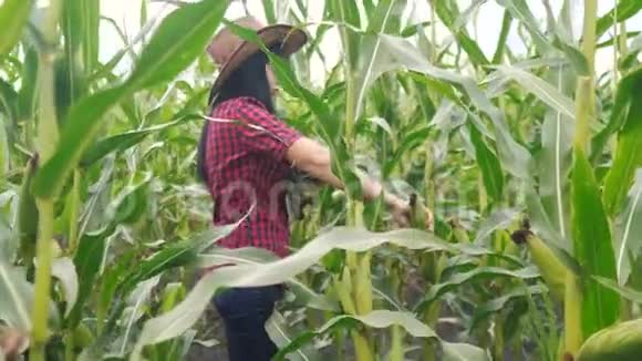 智慧生态是一种收获农业的耕作理念生活方式农民女孩植物研究员收割玉米芯视频的预览图