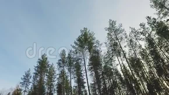 斯坦迪卡姆POV自然景观冬季森林景观视频的预览图