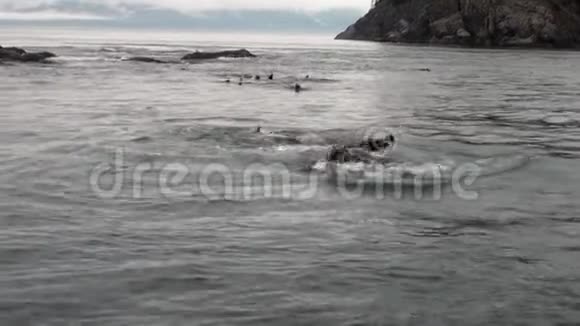 裘皮海豹潜入阿拉斯加背景海岸的太平洋水域视频的预览图