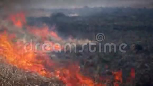 森林中的火视频的预览图