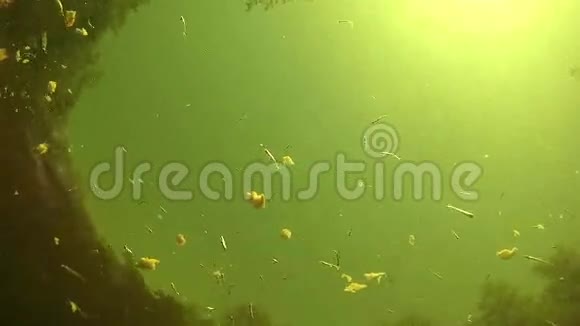 很多水下的鱼在水底吃面包饵视频的预览图