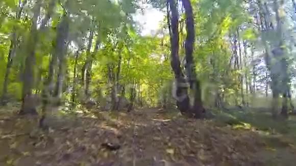高清安定相机在森林里飞视频的预览图