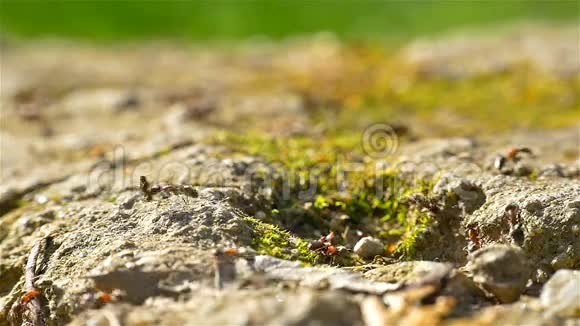 蚂蚁在地上行走的殖民地视频的预览图