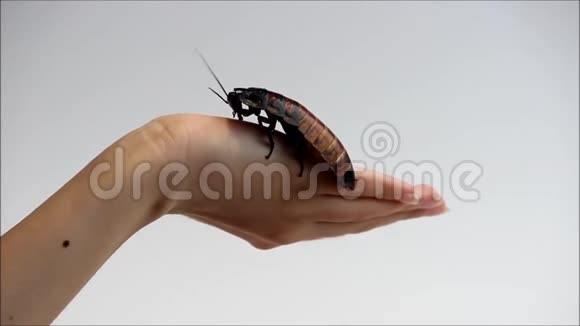 宏观照片马达加斯加嘶嘶蟑螂GromphadorhinaPortentosa手上的白色背景视频的预览图