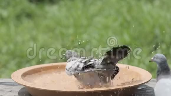 在公园里洗澡的信鸽鸟视频的预览图