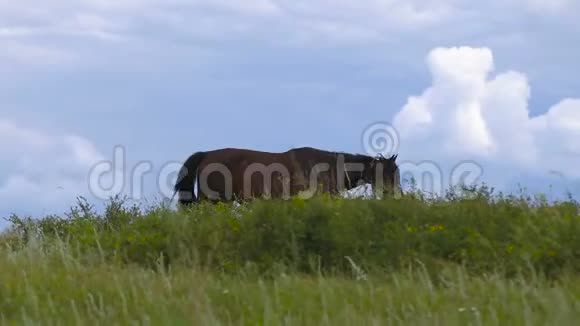 草地上的马视频的预览图
