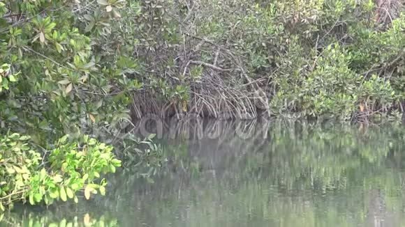 冈比亚湿地河口的红树林沼泽视频的预览图