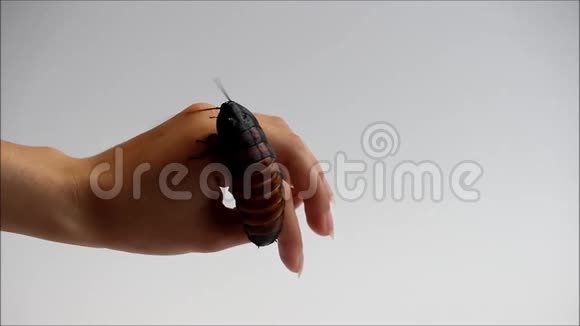 宏观照片马达加斯加嘶嘶蟑螂GromphadorhinaPortentosa手上的白色背景视频的预览图