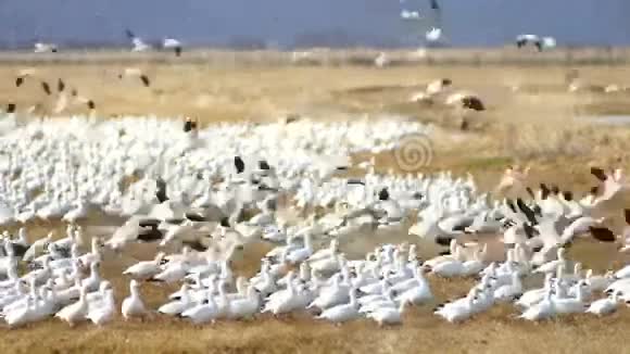 雪鹅鸥群伴春迁徙野鸟视频的预览图