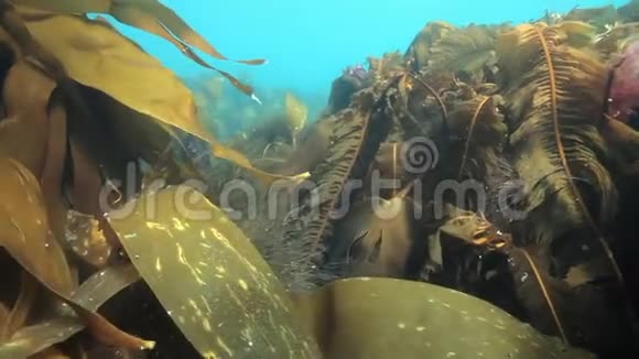 巨大的海带在水下反射阳光的巴伦支海俄罗斯视频的预览图
