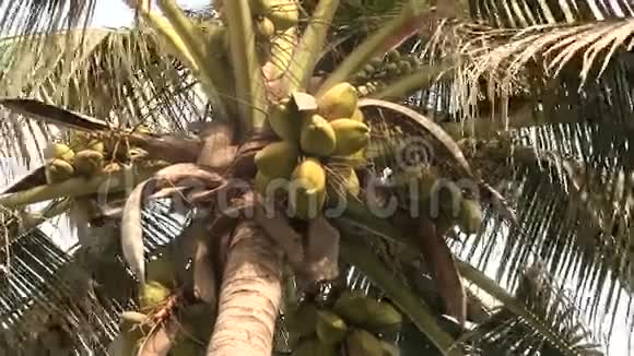 生长在冈比亚棕榈树上的椰子视频的预览图