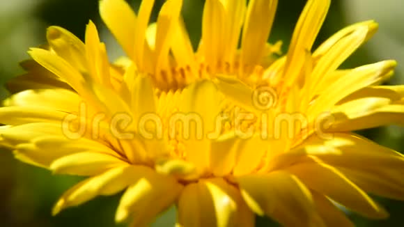 常见万寿菊药用植物带花视频的预览图
