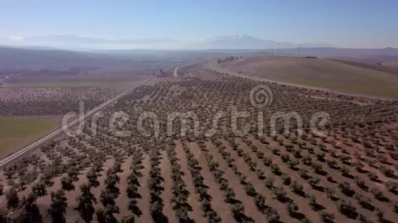 亚恩附近的4k橄榄树视频的预览图