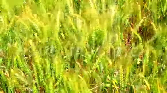 风把小麦吹向田野视频的预览图