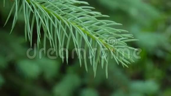 年轻的绿杉树枝在微风中移动特写镜头视频的预览图