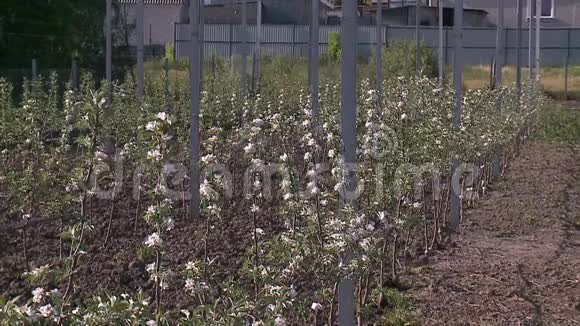 在花园里长满苹果树视频的预览图