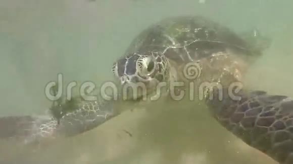 海龟被当地人喂海藻招待游客视频的预览图