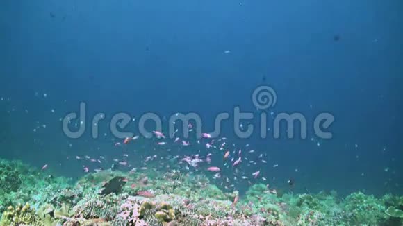 珊瑚礁边缘的灰礁鲨鱼视频的预览图