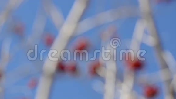 蓝天背景下的秋韵浆果视频的预览图
