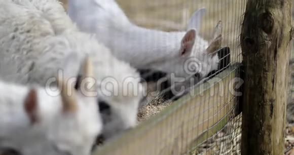 农场里的家畜视频的预览图