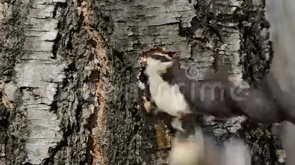钻春桦木树干为树液视频的预览图
