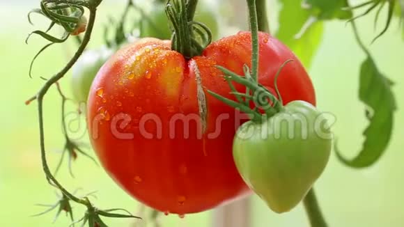 大红番茄的特写视频的预览图