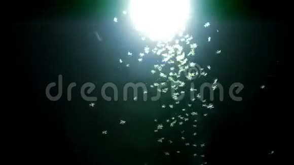 在一个发光的灯夜里飞来飞去的昆虫视频的预览图