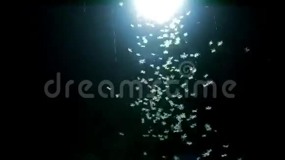 在一个发光的灯夜里飞来飞去的昆虫视频的预览图