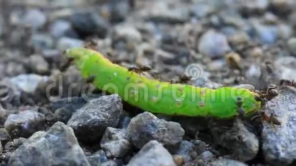 蚂蚁和死的绿色毛毛虫视频的预览图