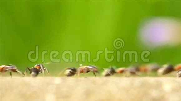 蚂蚁在森林小径上行进视频的预览图