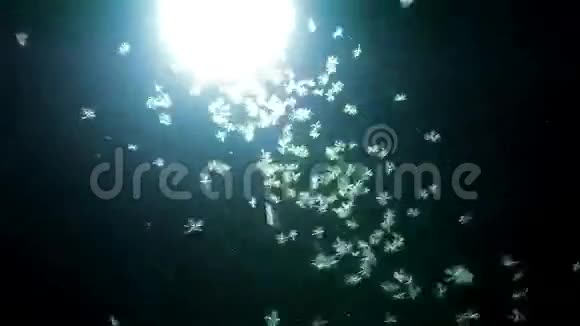 在灯火辉煌的灯夜里飞来飞去的昆虫视频的预览图
