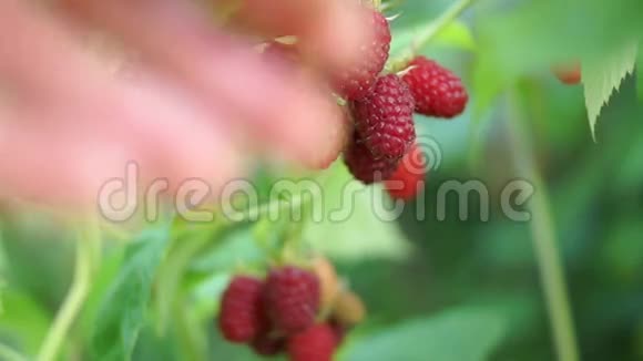 在花园里采摘成熟有机草莓视频的预览图