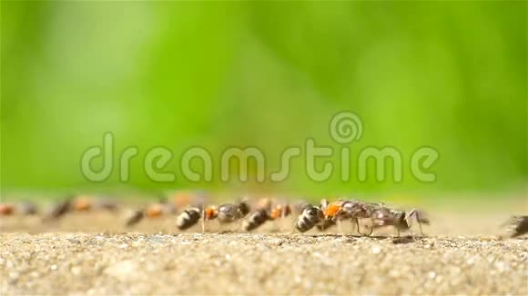 蚂蚁在森林小径上行进视频的预览图
