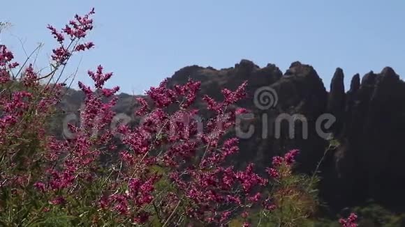 加那利山脉视频的预览图