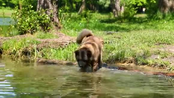 美国秋田狗在水里视频的预览图