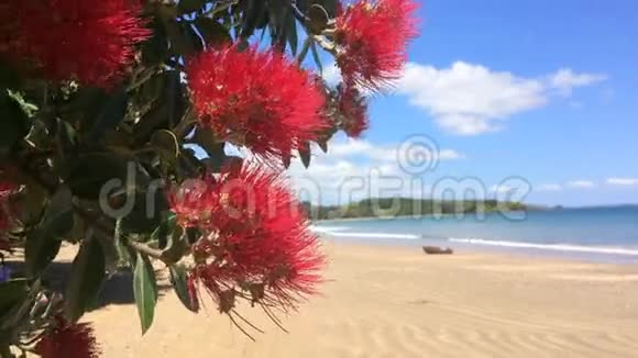 新西兰十二月的波胡图卡瓦红花开花视频的预览图