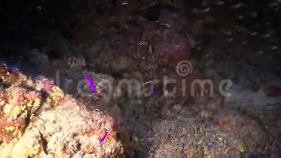 珊瑚礁小鱼巨大浅滩视频的预览图