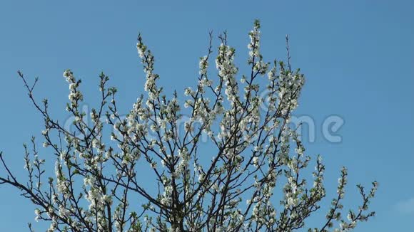 春天的树开花了视频的预览图