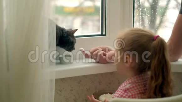 一个小女孩正在喂一只坐在窗边的猫视频的预览图